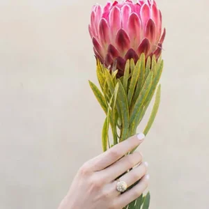 COBBLESTONE CRUX>SINGLE STONE Online